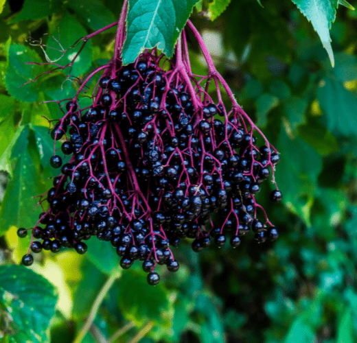 Elderberry Extract- Super nutrient for your skin. - Nordic Care