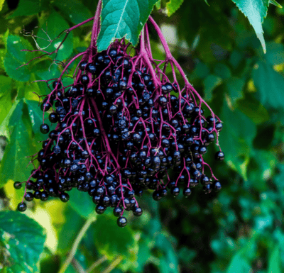 Elderberry Extract- Super nutrient for your skin.